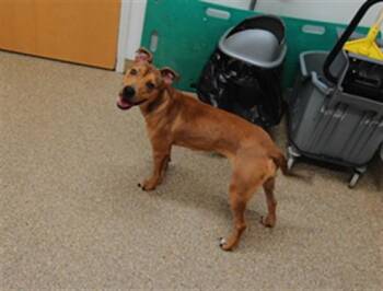 BUTTERNUT -  Pit Bull Terrier and Mixed Breed Dog for Adoption in Albuquerque, New Mexico - BUTTERNUT | PetCurious