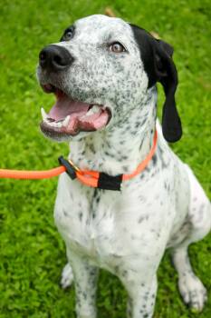 Toby -  Great Dane and German Shorthaired Pointer Dog for Adoption in Ona, West Virginia - Toby | PetCurious