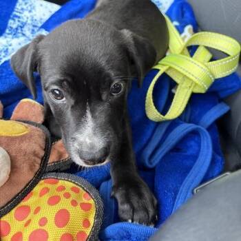 Panther -  Mixed Breed Dog for Adoption in Merriam, Kansas - Panther | PetCurious