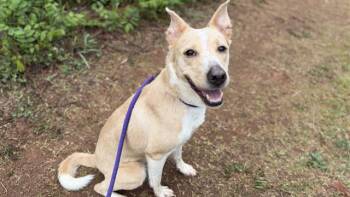 Mixed Breed Dogs Available for Adoption in Charlotte, North Carolina - BLOSSOM | PetCurious