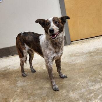 Scout - 032505U -  Australian Cattle Dog Blue Heeler and Mixed Breed Dog for Adoption in Tupelo, Mississippi - Scout - 032505U | PetCurious