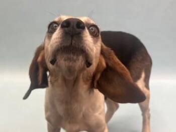Matilda -  Beagle and Mixed Breed Dog for Adoption in Golden Valley, Minnesota - Matilda | PetCurious
