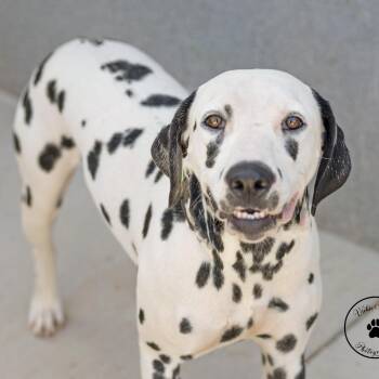 Dotty -  Dalmatian and Mixed Breed Dog for Adoption in Abilene, Texas - Dotty | PetCurious