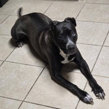 Pit Bull Terrier and Catahoula Leopard Dog Dogs Available for Adoption - Blu | PetCurious