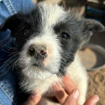 Wirehaired Terrier and Australian Cattle Dog Blue Heeler Dogs Available for Adoption in Scottsdale, Arizona - Babe | PetCurious