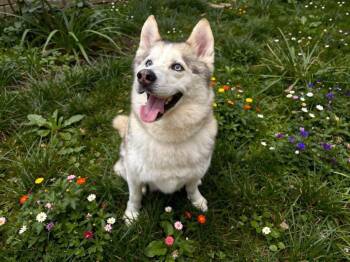 Skye -  Husky Dog for Adoption in Sebastian, Florida - Skye | PetCurious