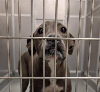ROXIE -  Pit Bull Terrier and Whippet Dog for Adoption in Ontario, California - ROXIE | PetCurious