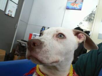 Rescue Mixed Breed Dogs for Adoption in Dallas, Texas - PETER | PetCurious