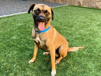 Chihuahua and Mixed Breed Dogs Available for Adoption in Moreno Valley, California - BEAN | PetCurious
