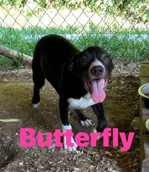 Butterfly -  Border Collie Dog for Adoption in Pine Bluff, Arkansas - Butterfly | PetCurious