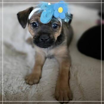 Chihuahua and Dachshund Dogs Available for Adoption in Chandler, Arizona - Bubbles | PetCurious