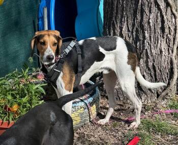 Rescue Treeing Walker Coonhound Dogs for Adoption in Hampton, Virginia - Parker | PetCurious