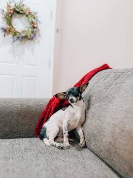 Jack Russell Terrier and Dachshund Dogs Available for Adoption - Agnes | PetCurious