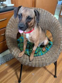 Hooper -  Terrier Dog for Adoption in Ashland, Ohio - Hooper | PetCurious
