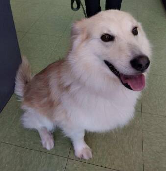 American Eskimo Dog and Pomeranian Dogs Available for Adoption in St. Louis, Missouri - Leo - St. Louis, MO | PetCurious