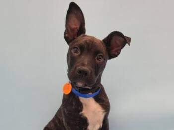 Phase 10 -  Retriever and Mixed Breed Dog for Adoption in Golden Valley, Minnesota - Phase 10 | PetCurious