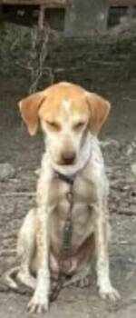 Nori -  Mixed Breed and Australian Cattle Dog Blue Heeler Dog for Adoption in Dallas, Texas - Nori | PetCurious