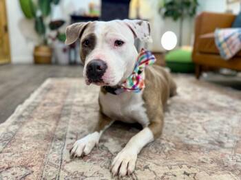 Pit Bull Terrier and Labrador Retriever Dogs Available for Adoption in Friendswood, Texas - Goldie Girl Golden Glow Heartw | PetCurious