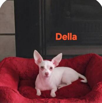 Della -  Chihuahua Dog for Adoption in New Port Richey, Florida - Della | PetCurious