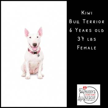 Kiwi -  Bull Terrier Dog for Adoption - Kiwi | PetCurious