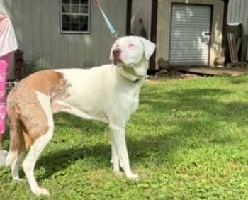 Giggles -  Catahoula Leopard Dog Dog for Adoption in Grove City, Ohio - Giggles | PetCurious