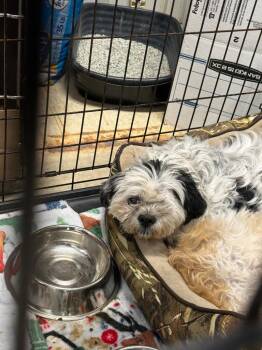 Snickers -  Shih Tzu Dog for Adoption in Virginia, Minnesota - Snickers | PetCurious