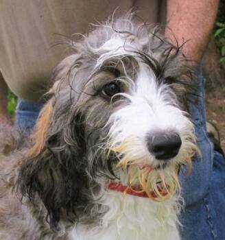 English Springer Spaniel and Poodle Dogs Available for Adoption in Paris, Kentucky - Elaia | PetCurious