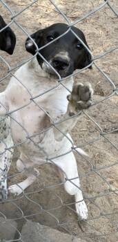 Rescue Hound and Pointer Dogs for Adoption in Columbia, South Carolina - Dottie | PetCurious