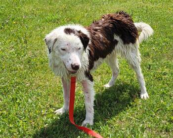 Twix -  Border Collie and Australian Shepherd Dog for Adoption in Winnipeg, Manitoba - Twix | PetCurious