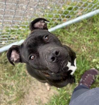 RUTABAGA -  Pit Bull Terrier Dog for Adoption in Kalamazoo, Michigan - RUTABAGA | PetCurious