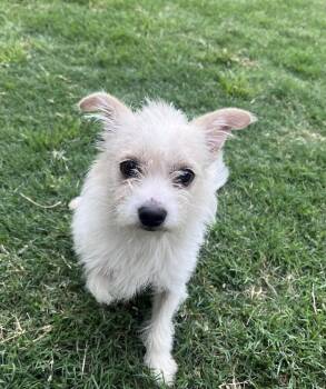 Wirehaired Terrier Dogs Available for Adoption in Plano, Texas - Penny A217006 | PetCurious