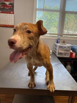 Staffordshire Bull Terrier and Catahoula Leopard Dog Dogs Available for Adoption in Fayetteville, Tennessee - Swiss | PetCurious