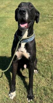 Rescue Great Dane Dogs for Adoption in Larkspur, Colorado - Boy | PetCurious