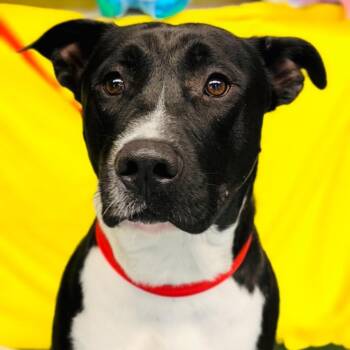 Rescue Pit Bull Terrier and Border Collie Dogs for Adoption in Fort Smith, Arkansas - Jackson | PetCurious