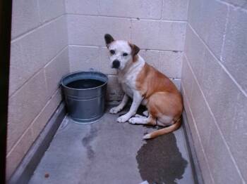 Rescue Pit Bull Terrier and Mixed Breed Dogs for Adoption in Albuquerque, New Mexico - WILL | PetCurious