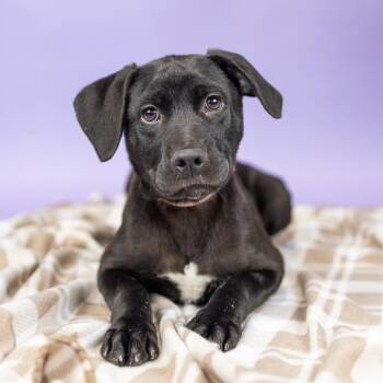 Tammy -  Black Labrador Retriever Dog for Adoption in Portland, Oregon - Tammy | PetCurious