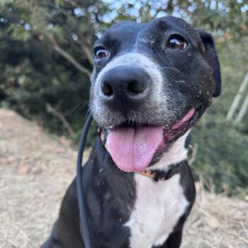 Ashley -  Pit Bull Terrier Dog for Adoption in Whittier, California - Ashley | PetCurious