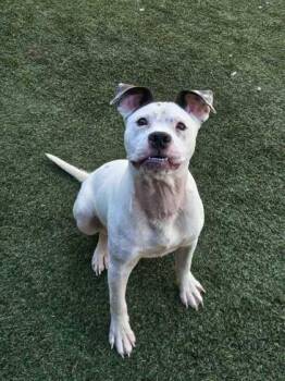 Ollie -  Mixed Breed Dog for Adoption in Lafayette, Indiana - Ollie | PetCurious