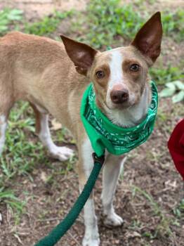 Rescue Terrier Dogs for Adoption in East Brunswick, New Jersey - Kermit | PetCurious