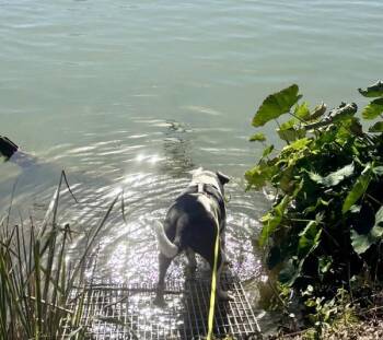 Pit Bull Terrier Dogs Available for Adoption - Hero | PetCurious