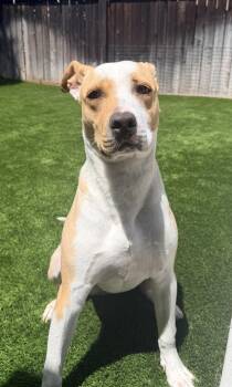American Bulldog and Boxer Dogs Available for Adoption in Rowland Heights, California - NOAH | PetCurious