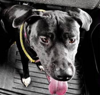 Dottie -  Mixed Breed Dog Available for Adoption in Ionia, Michigan - Dottie | PetCurious