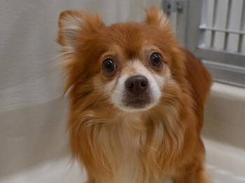 Pomeranian and Chihuahua Dogs Available for Adoption in Portland, Oregon - Blondie | PetCurious