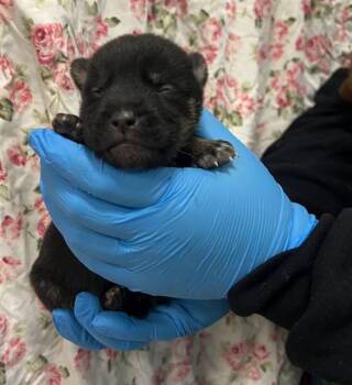 German Shepherd Dog Dogs Available for Adoption - CEREAL | PetCurious