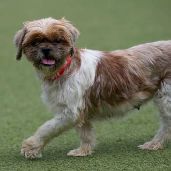 Samantha (AG26-117) -  Shih Tzu Dog for Adoption in Peyton, Colorado - Samantha (AG26-117) | PetCurious