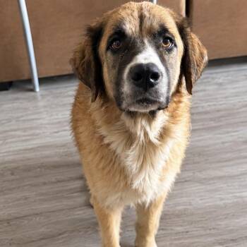 Pearl -  Great Pyrenees Dog for Adoption in Krum, Texas - Pearl | PetCurious