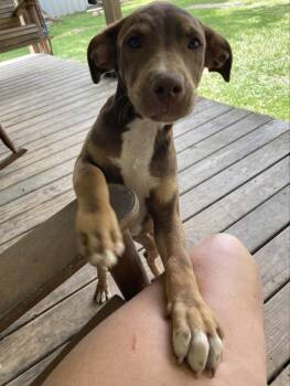 Rescue Pit Bull Terrier Dogs for Adoption in Silsbee, Texas - Rusty | PetCurious