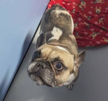 French Bulldog Dogs Available for Adoption - FREDDIE | PetCurious