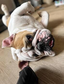 Sydney -  English Bulldog Dog for Adoption in Austin, Texas - Sydney | PetCurious