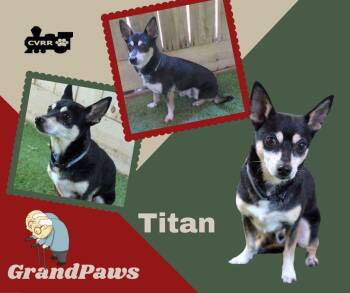 Titan (GrandPaws) -  Manchester Terrier Dog for Adoption in Lindsay, California - Titan (GrandPaws) | PetCurious